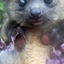 Stasio Krzyżaniak the olinguito