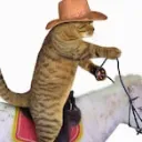 yeehaw4345
