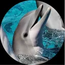dolphinius