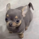 avatar ô kìa một tiểu meo meo