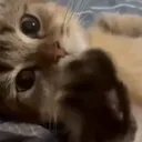 fafozb