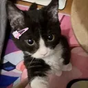 myhl