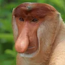 ofirasalios