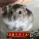 rodent829