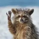 msredtail