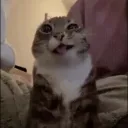 mitoproroyale avatar