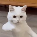 dalmoomoo