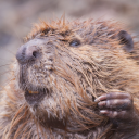 Gankpls user profile icon: Cement 