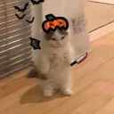 batataoo