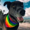 thegayvampire
