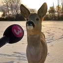 kisvox's Avatar