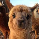 llama02611