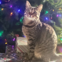 avatar Tempest - Darksong