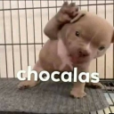 avatar cece cecelavie