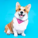 awildcorgiappeared