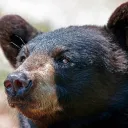 bear4779 avatar