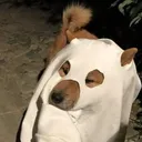 msakuraa