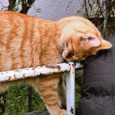 avatar 𝙰𝚕𝚕𝚢