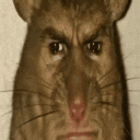 cgt.confuzz