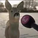 crunched's Avatar