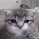 tom_thatguy