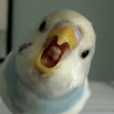 avatar Riz