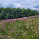 avatar Patrycja Bodzioch