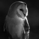 FlyingEule avatar