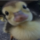 avatar vahim vadullah val vhareeb