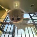 avatar Xiao Ma Vu Deng