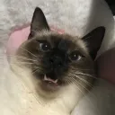 susfishcious avatar