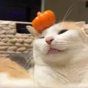 msmaybee