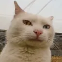 lammyru