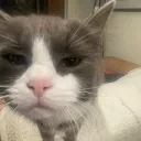 linxafinx
