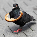 chaosdove