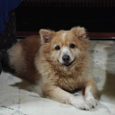 avatar punchingcatto