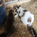 Avatar for bisedemetal