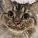 avatar Miyu