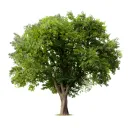 tree64
