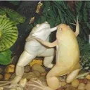 bread.frog