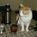 .p_lop