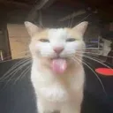.flarevx