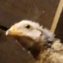 littlewobbles's Avatar