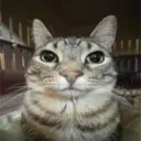 Аватар dragonromanych