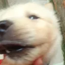 sr_spike_gg