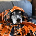 gone.to.the.dogs