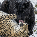 avatar 𝘖𝘯𝘦 𝘌𝘹𝘦