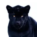 mizadr0 avatar