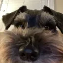 notcharrow
