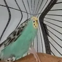 smolbirbman